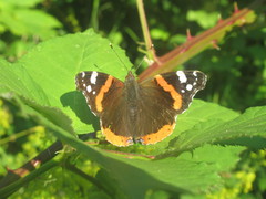 Vanessa atalanta