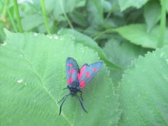 Zygaena