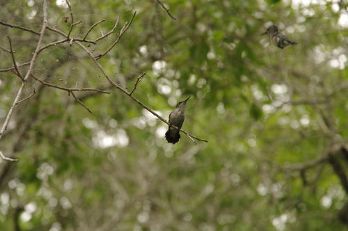 Mellisuga minima