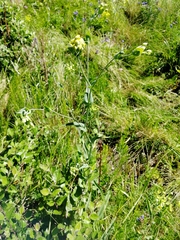 Bupleurum multinerve