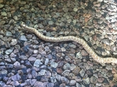 Arizona elegans