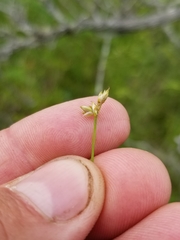 Carex tenuiflora