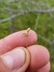 Carex tenuiflora