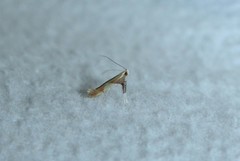 Caloptilia bimaculatella