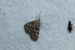 Elophila ekthlipsis