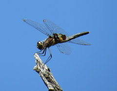 Celithemis martha