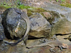 Laudakia tuberculata