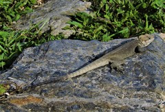 Laudakia tuberculata