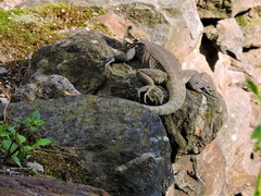 Laudakia tuberculata