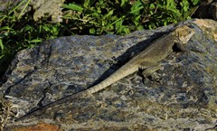 Laudakia tuberculata