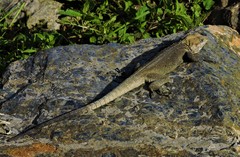 Laudakia tuberculata