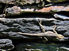 Laudakia tuberculata