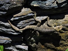 Laudakia tuberculata