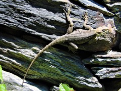 Laudakia tuberculata