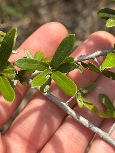 Image of Lechea mucronata by no rights reserved