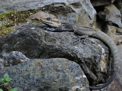 Laudakia tuberculata