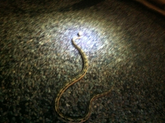 Bogertophis subocularis