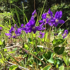 Viola nephrophylla