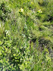 Bupleurum multinerve