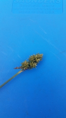 Carex muehlenbergii