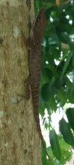 Anolis chlorocyanus