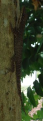 Anolis chlorocyanus