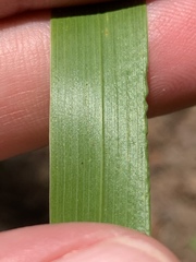 Elymus curvatus