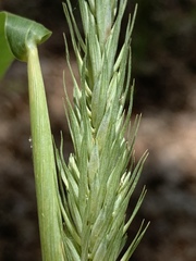 Elymus curvatus