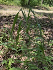 Elymus curvatus