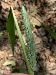 Elymus curvatus