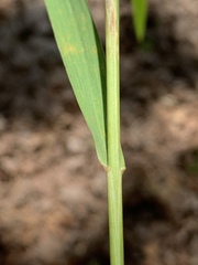 Elymus curvatus