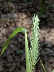 Elymus curvatus