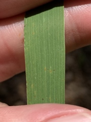 Elymus curvatus