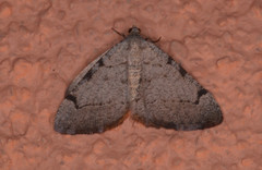 Digrammia triviata