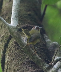 Basileuterus delattrii