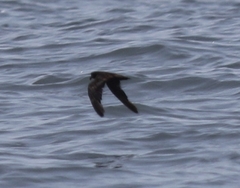 Hydrobates microsoma
