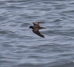 Hydrobates microsoma