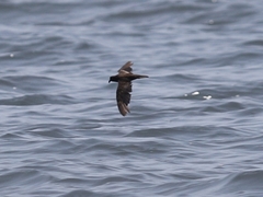 Hydrobates microsoma