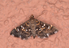 Diathrausta reconditalis