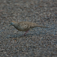 Geopelia striata