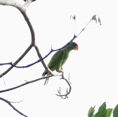 Amazona albifrons