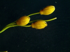 Dichanthelium linearifolium