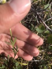 Cardamine digitata