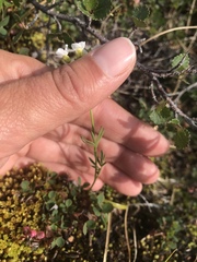Cardamine digitata