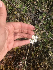 Cardamine digitata