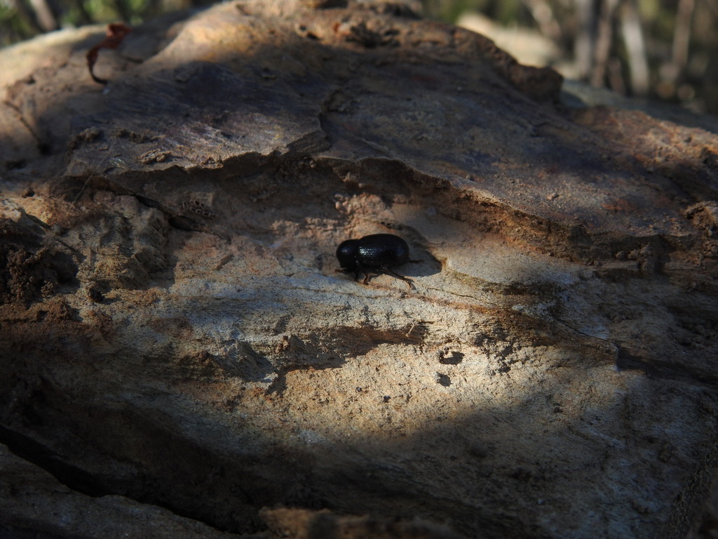 Misolampus gibbulus