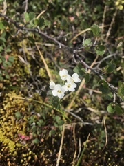 Cardamine digitata