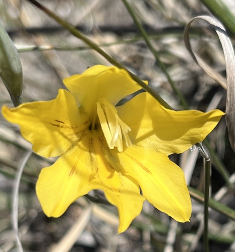 Golden Lady (Gladiolus pritzelii)