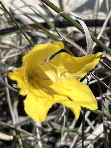Image of Golden Lady by (c) Dave U, some rights reserved (CC BY-SA)