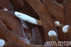 Mushroom-Coral Pipefish photo 2